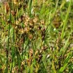 Juncus compressus flower picture by Erik Berkhof (cc-by-sa)