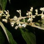 Miconia albertobrenesii flower picture by Nelson Zamora Villalobos (cc-by-nc)