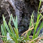 Carex sempervirens leaf picture by Fabien Anthelme (cc-by-sa)