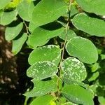 Breynia disticha leaf picture by William Gustave (cc-by-sa)