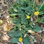 Geum sylvaticum flower picture by Roelant Hietbrink (cc-by-sa)