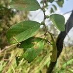 Bridelia ferruginea leaf picture by Bayol Nicolas (cc-by-sa)