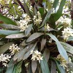 Prosthechea fragrans leaf picture by SINAC Pérez Greivin (cc-by-sa)