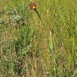 Tragopogon crocifolius habit picture by did_21 (cc-by-sa)