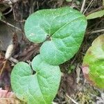 Asarum caudatum leaf picture by overzealousbystrom (cc-by-sa)