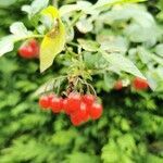 Solanum dulcamara fruit picture by Sherburn Daniel (cc-by-sa)