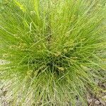 Carex elongata habit picture by Tom Schöning (cc-by-sa)