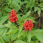 Sambucus racemosa fruit picture by Susanne Susanne Guth-Orlowski (cc-by-sa)