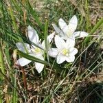 Ornithogalum orthophyllum flower picture by Laci75 (cc-by-sa)