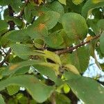 Ulmus crassifolia leaf picture by pccfap mohan (cc-by-sa)