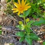 Arnica cordifolia leaf picture by Michael Finch (cc-by-sa)