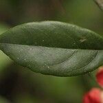 Passiflora coccinea leaf picture by R. Tournebize (cc-by-sa)