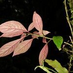 Drymonia rubra flower picture by Nelson Zamora Villalobos (cc-by-nc)