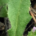 Chorispora tenella leaf picture by Jack Pommer (cc-by-sa)