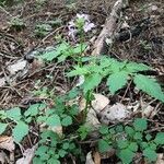 Cardamine chelidonia habit picture by Zdeněk Vermouzek (cc-by-sa)