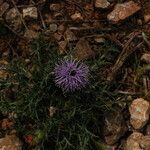 Carthamus carduncellus habit picture by Paul FRANCK (cc-by-sa)