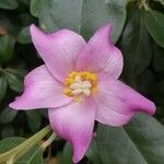 Lagunaria patersonia flower picture by Luisa Smith (cc-by-sa)