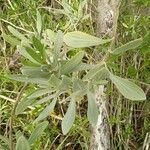 Borrichia frutescens leaf picture by Feya Sterling (cc-by-sa)