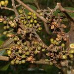 Zanthoxylum ekmanii habit picture by Nelson Zamora Villalobos (cc-by-nc)