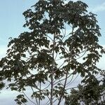 Cecropia obtusa habit picture by Daniel Barthelemy (cc-by-nc)