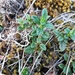 Helianthemum nummularium leaf picture by Nicolas Lagarrigue (cc-by-sa)