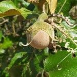 Solanum lycocarpum fruit picture by Andraus Eduardo (cc-by-sa)