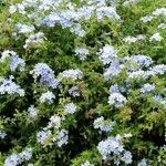 Plumbago auriculata habit picture by Thierry Salem (cc-by-sa)