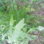 Sisymbrium officinale leaf picture by Uriondo Gonzalez Fernando (cc-by-sa)