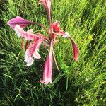 Crinum bulbispermum flower picture by Nelson Maqholo (cc-by-sa)