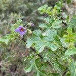 Solanum linnaeanum flower picture by st-p silke (cc-by-sa)