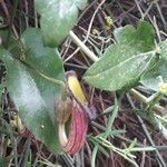 Aristolochia sempervirens flower picture by Jean Pieters (cc-by-sa)