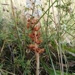 Orobanche teucrii flower picture by Amandine Mouret (cc-by-sa)