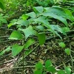 Maianthemum racemosum habit picture by Jean-François Girard (cc-by-sa)