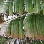 Ravenala madagascariensis leaf picture by Carl Hermann Suppe (cc-by-sa)