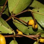 Eugenia hiraeifolia fruit picture by Nelson Zamora Villalobos (cc-by-nc)