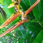 Heliconia latispatha flower picture by Fonseca Daniel (cc-by-sa)