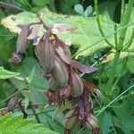 Epipactis palustris fruit picture by Barry Cornelius (cc-by-sa)