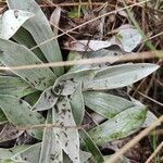 Helichrysum arnicoides leaf picture by Yann Lalk (cc-by-sa)