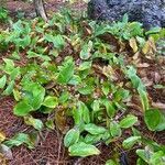 Maianthemum canadense habit picture by Laura Bonet (cc-by-sa)