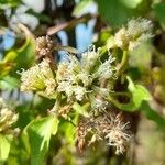 Mikania cynanchifolia flower picture by Trap Hers (cc-by-sa)