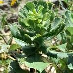 Grindelia buphthalmoides leaf picture by Trap Hers (cc-by-sa)