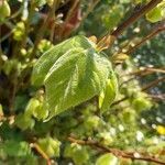 Tilia platyphyllos leaf picture by Mary Ashford (cc-by-sa)