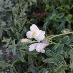 Antirrhinum hispanicum flower picture by Manuel Nieto (cc-by-sa)