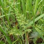 Oenanthe fistulosa habit picture by Yoan MARTIN (cc-by-sa)