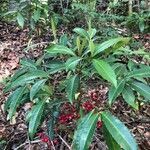 Ardisia crenata habit picture by Tim Rutland (cc-by-sa)