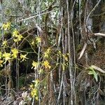 Oncidium ornithorhynchum habit picture by Gabriel OLLIVIER (cc-by-sa)