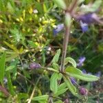 Collinsia parviflora leaf picture by Kat ♡ (cc-by-sa)