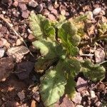 Senecio gallicus leaf picture by Diego Alex (cc-by-sa)