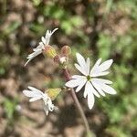 Lithophragma glabrum flower picture by Ashley Scholer (cc-by-sa)