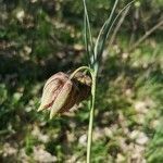 Fritillaria lusitanica flower picture by stampa beatriz (cc-by-sa)